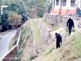 گوریل‌های قلابی میمون‌ها را فراری می‌دهند