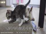 شوخی های خرکی گربه خانگی خوشگل با بچه گربه عصبانی