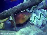 ماهی دم‌چنگی زردباله: Variola louti
