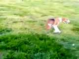عجیب ترین سگ دنیا / فقط با دوتا  دستش راه می ره !