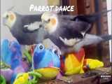 Parrot dance