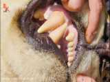 چنگالها و دندانهای شیر از نمای نزدیک