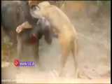 مرگ دلخراش شیر حین شکار بوفالو