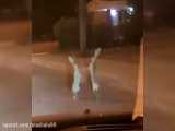 مسابقه بوکس خرگوش‌ها در خیابان!
