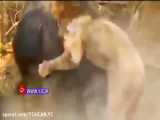 دلخراش - کشته شدن شیر نر توسط بوفالو