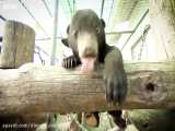 بزرگ کردن و مراقبت از توله خرس سیاه