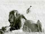 شکار بوفالو توسط شیرها