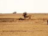 به پایین کشیدن یک بوفالو توسط کفتارها - حیات وحش آفریقا