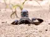 لحظه تولد لاک‌پشت در ساحل قشم