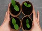 25 روش تلاش برای دستیابی به کاشت گیاهان