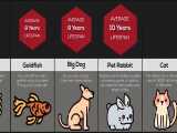 مقایسه طول عمر در حیوانات مختلف 