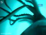 حمله مرگبار ماهی مرکب به غواص