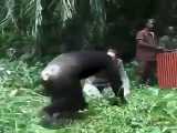 لحظه ازاد شدن شامپانزه در جنگل :)
