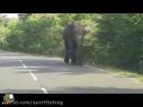 راهزنی فیل در جاده