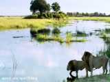 شکار شیرهای درنده افریقا توسط کروکودیل