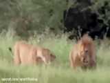 مسخره بازی میمون و کفتار و تحریک شیرهای درنده افریقایی برای شکار