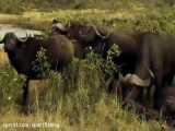 اتحاد بوفالوها و فیلهای افریقایی در برابر شیرهای درنده حیات وحش افریقا