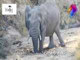حیات وحش آفریقا ، تلاش یک فیل برای خوردن آب از زیر زمین