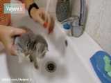 حمام کردن گربه ی بامزه
