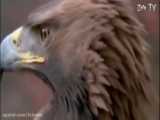 حیات وحش | کشنده ترین حمله های  عقاب - جالب ترین لحظه های دعوای حیوانات وحشی