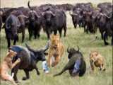 بوفالو با شیر می جنگد | ببر فوق العاده قوی | نجات بابون از چنگال پلنگ توسط فیل