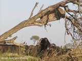 جنگ شیر و پلنگ بخاطر شکار در حیات وحش افریقا