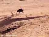 شکار بوفالو وفیل توسط شیرهای درنده در حیات وحش افریقا
