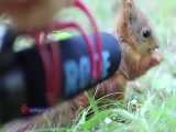 صدای ضبط شده سنجاب هنگام غذا خوردن 