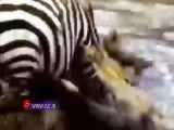 فیلمی از لحظات حمله شیرها به گورخر