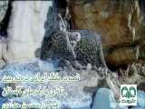 تصویر پلنگ ایرانی در پارک ملی گلستان
