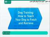 آموزش تربیت سگ | تربیت سگ نگهبان و شکاری ( آموزش آوردن اشیاء )