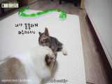 بازی بچه گربه ملوس و ناز با گربه سفید خوشگل