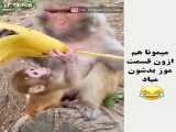 ظرافت یک میمون _ حیوانات _ چگونه موز خود را پوست بکنید