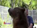 علاقه باورنکردنی ۲ خرس غول پیکر به یک خانواده