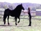 معروف ترین اسب در دنیا