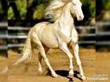 گرانترین اسب در کل دنیا