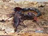 جنگ حشرات-مسابقه ویژه7-صدپای پازردvsعقرب امپراتور.کدام قوی تراست!