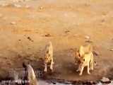 حیات وحش، حمله کرگدن عصبانی به شیرها