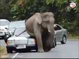 حمله فیل به انسان ها و نابود کردن ماشینهای شان