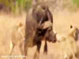 حمله های ناموفق شیرهای افریقایی به بوفالو و حیوانات حیات وحش افریقا