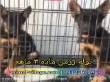 فروش توله ژرمن ماده ۳ ماهه   سگ اصیل