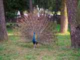 کلیپ ویدیویی طاووس زیبا با کیفیت بالا