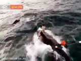 فیلم| تلاش ماهیگیران کنارکی برای نجات یک نهنگ