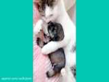 گربه‌های مادر از بچه‌گربه‌ها زیبا محافظت می‌کنند