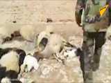 کشتن گوسفندان روستائیان استان رقه سوریه توسط داعش
