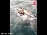 نجات عجیب یک نهنگ توسط یک ایرانی در خلیج فارس