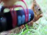 شکار صدای زیبای سنجابک توسط یک عکاس