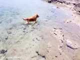 قسمت آخر شنا کردن و ماهیگیری سگ گلدن رتریور در دریا 
