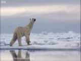 مستند زیبا از خرسهای قطبی در سردترین نقطه جهان