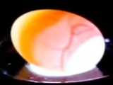 تخم نطفه دار و شکل گیری جنین در تخم